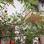 Bellavista *